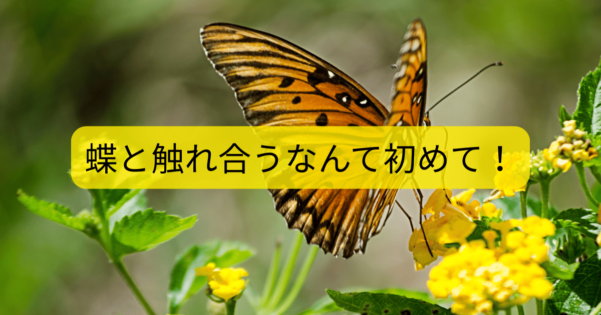 蝶と触れ合うなんて初めて