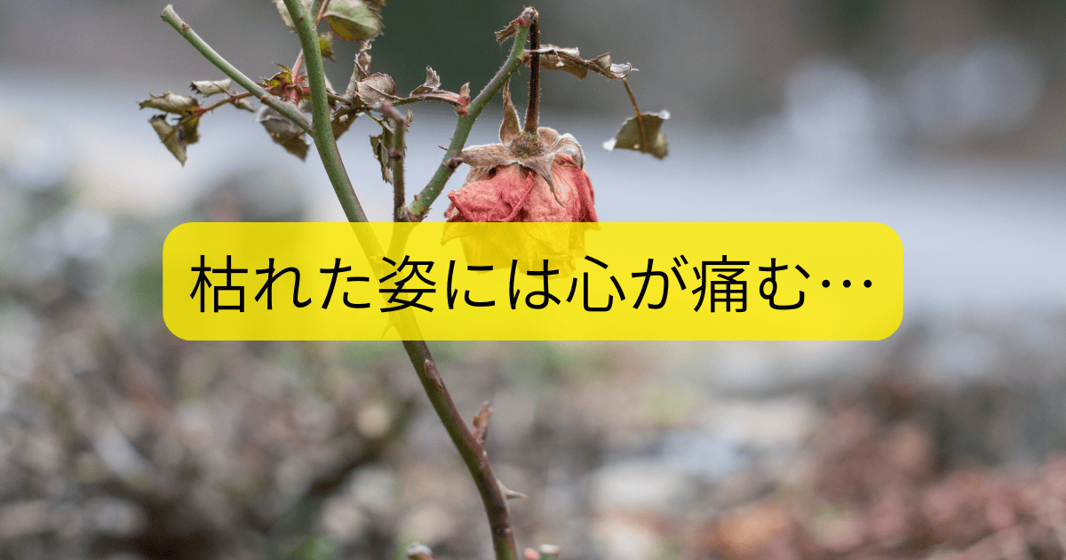 枯れた姿には心が痛む